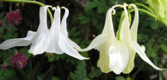 Slender white 734 Touchwood aquilegia