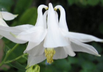 Aquilegia white flower