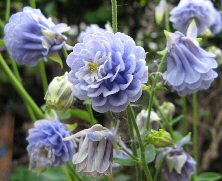 Aquilegia: Marbled blue double