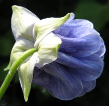 Aquilegia: Marbled blue double