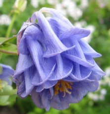 Aquilegia: Good blue double