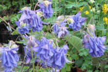 Aquilegia: Good blue double