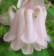 Aquilegia: Light pink pleated double