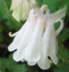 Aquilegia 742