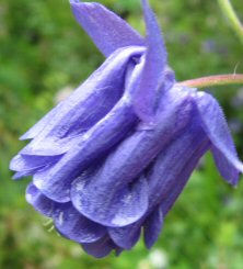 Aquilegia: Purply-blue pleated double