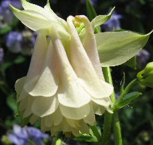 Aquilegia: Hint of a tint of pink, full double