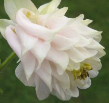 Aquilegia: Hint of a tint of pink, full double