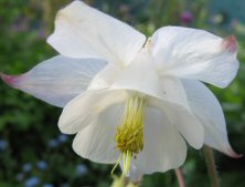 Aquilegia at Touchwood No 777