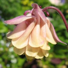 Aquilegia: Apricot pink full double