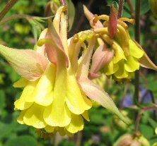 Aquilegia: Pink and yellow double