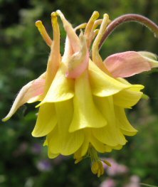 Aquilegia: Pink and yellow double