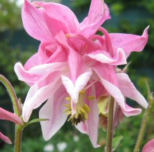 Aquilegia: Pink and white stripy double