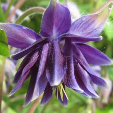 Aquilegia 878 spiky double