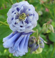 Aquilegia: Tall light blue double