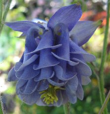 Aquilegia: Tall light blue double