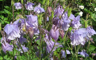 Aquilegia 932 lilac scented double