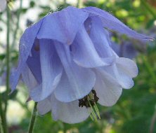 Aquilegia 932 lilac scented double