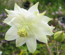 Aquilegia: White stellata