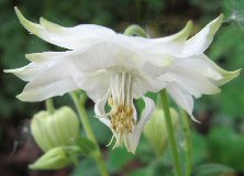 Aquilegia: White stellata