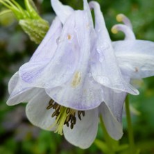 Aquilegia 950 marbled blue flower, golden leaves