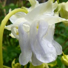 Aquilegia marbled blue flower and variegated leaf