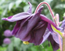 Aquilegia 992 black flowers, gold leaves