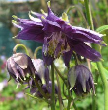 Aquilegia 'Blue Fountain'