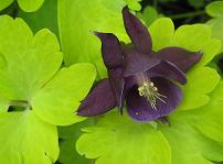 Aquilegia ex 'Elegance'