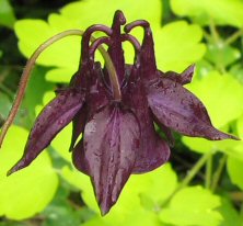 Aquilegia ex 'Elegance'