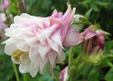 Aquilegia 'Flamboyant'