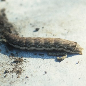 noctuid moth eats aquilegia buds