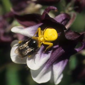 Misumena crab spider on aquilegia 'William Guiness' double