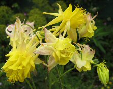 Aquilegia Touchwood's 'Shooting Stars' mix of yellow doubles