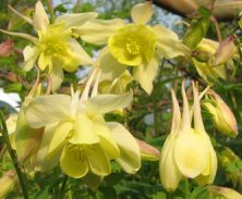 Aquilegia Spring Magic Yellow