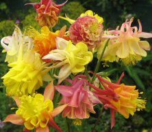 Aquilegia Touchwood's 'Volcano!' mix, doubles with yellow including apricots