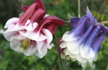 Touchwood Aquilegia 'Double Delights' mix