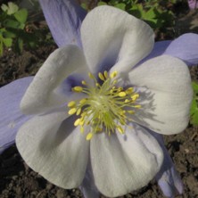 Aquilegia 'Bluebird'