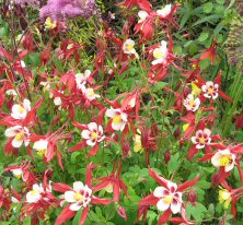 Aquilegia 'Crimson Star'