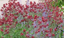 Aquilegia and catmint at the national botanic garden of wales