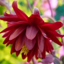 Aquilegia 'Double Rubies'