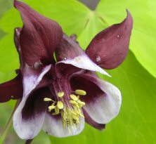 Aquilegia 'Golden Guiness'