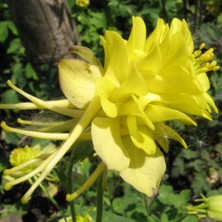 Aquilegia 'Sunshine' at Touchwood