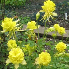 Aquilegia 'Sunshine'