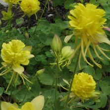 Aquilegia 'Sunshine'