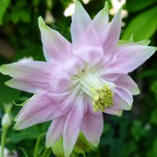 Aquilegia Touchwood Dreamtime