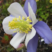 Aquilegia ex 'Virginia'