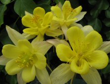 Aquilegia 'Maxi' compared to other chrysanthas
