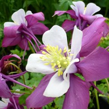 Aquilegia swan at Touchwood Swansea