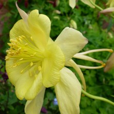 Aquilegia Swan series at Touchwood