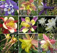 Touchwood Aquilegia Long-Spurred Mix